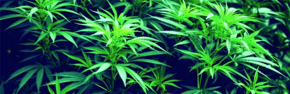 cbd experts cbdservices Cover Image