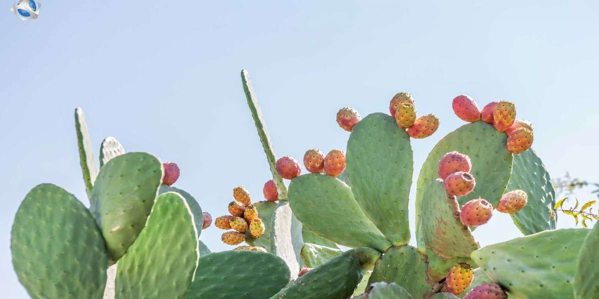 Packaged Cactus Water Market Share, Size, Growth, Demand and Forecast Till 2021-2026: IMARC Group