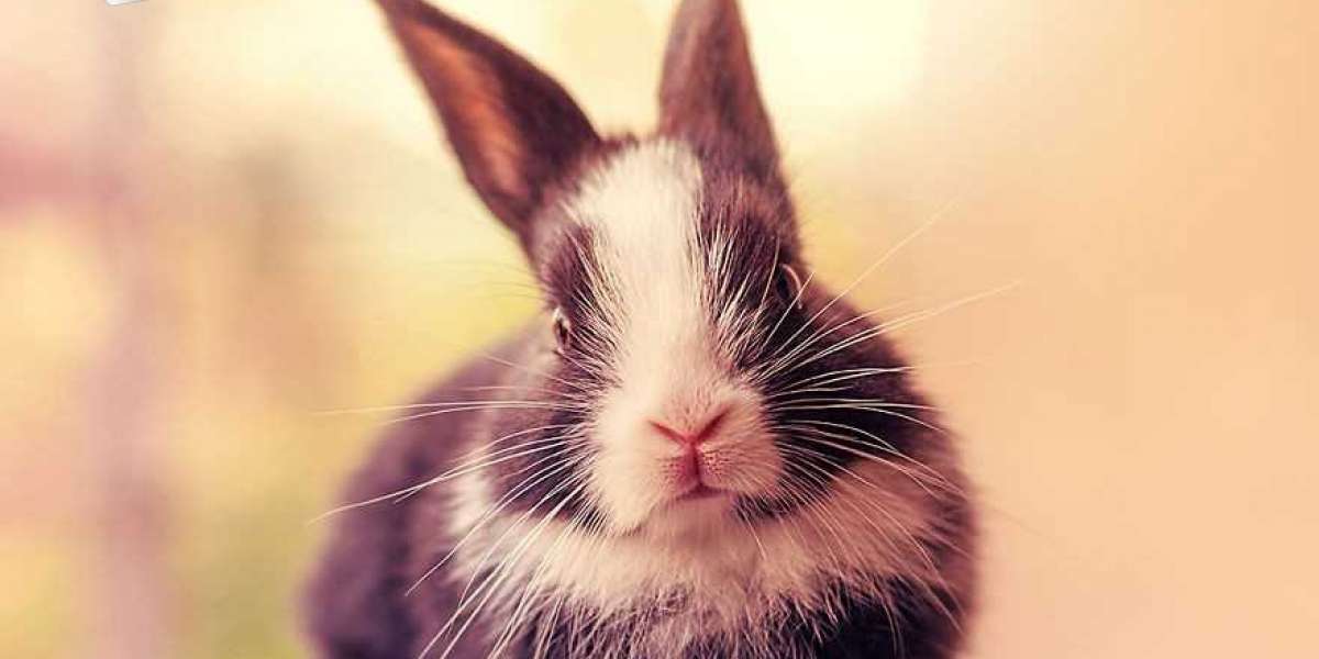 Tips To Get An Emotional Support Rabbit - 2022 Guide