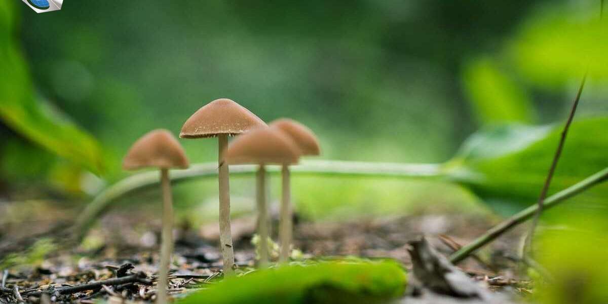 Shrooms Online : The Best Way For Fresh Mushrooms