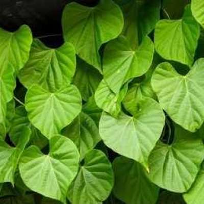 Hosta Multiplication Medium Profile Picture