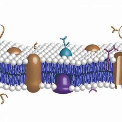 D-Ribose 5 Profile Picture