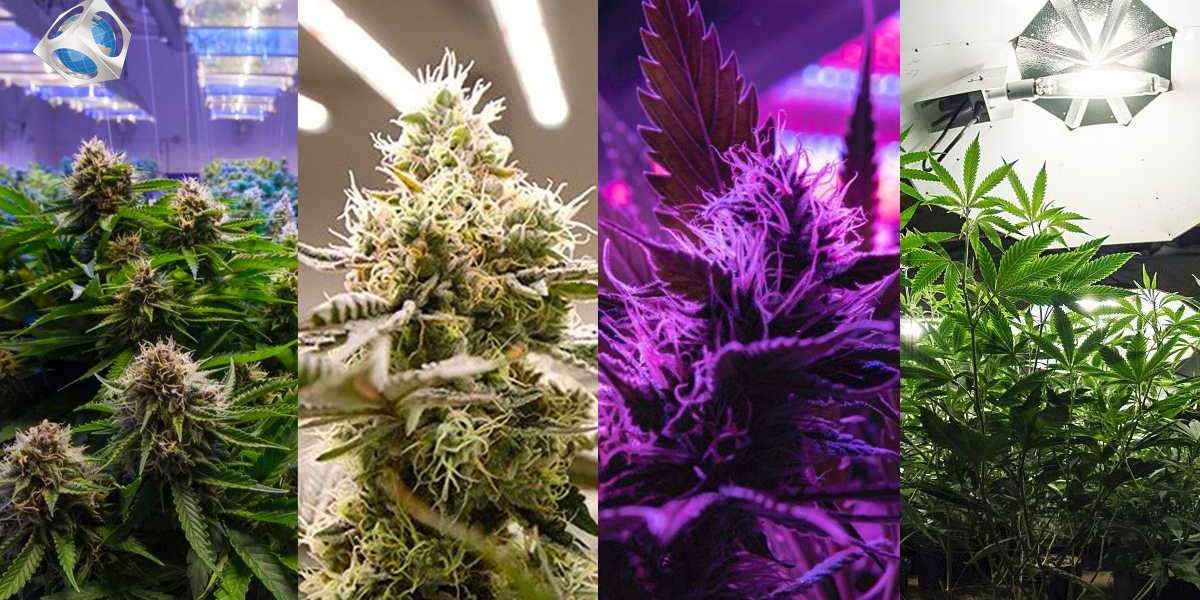 The Perfect Light Schedules For Autoflower Cannabis