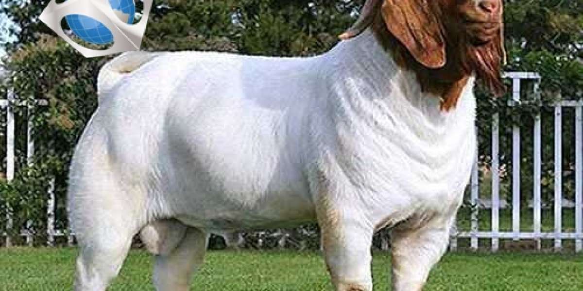 5 Simple Steps to Buy A Boer Buck Goat
