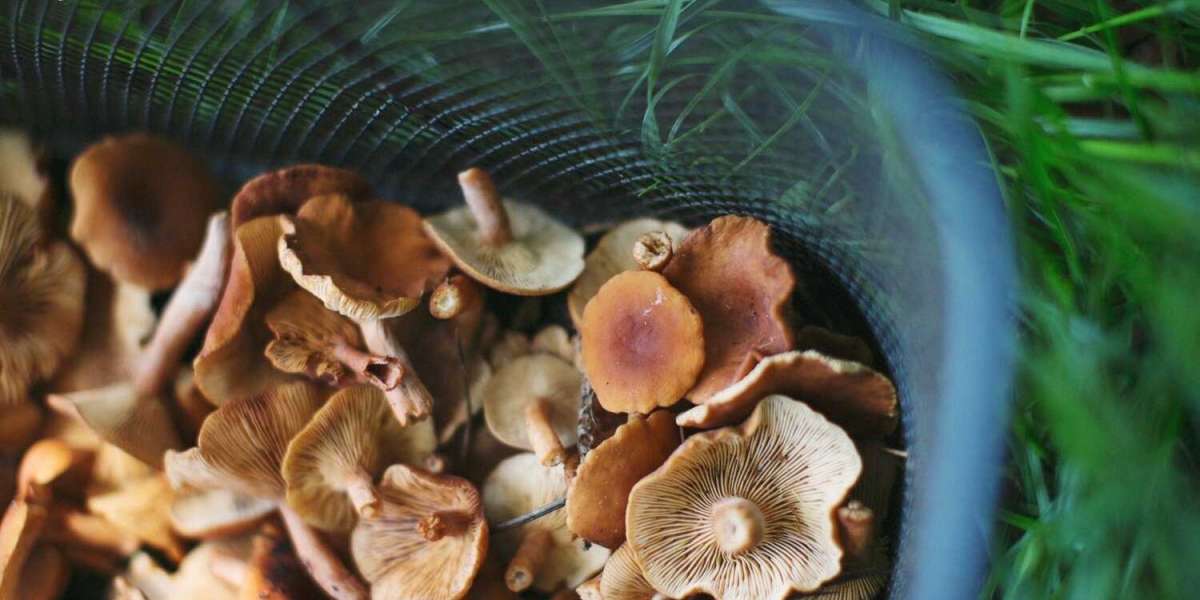 If Buy Shrooms Online Is So Bad, Why Don't Statistics Show It?