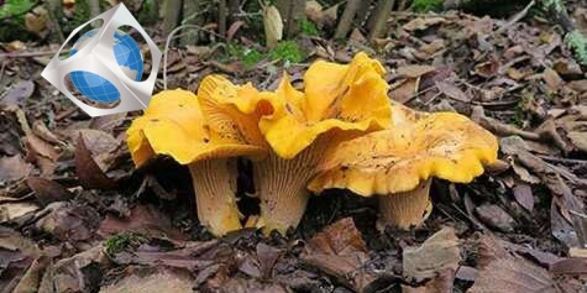 Master The Art Of Golden Teacher Mushrooms With These 5 Tips