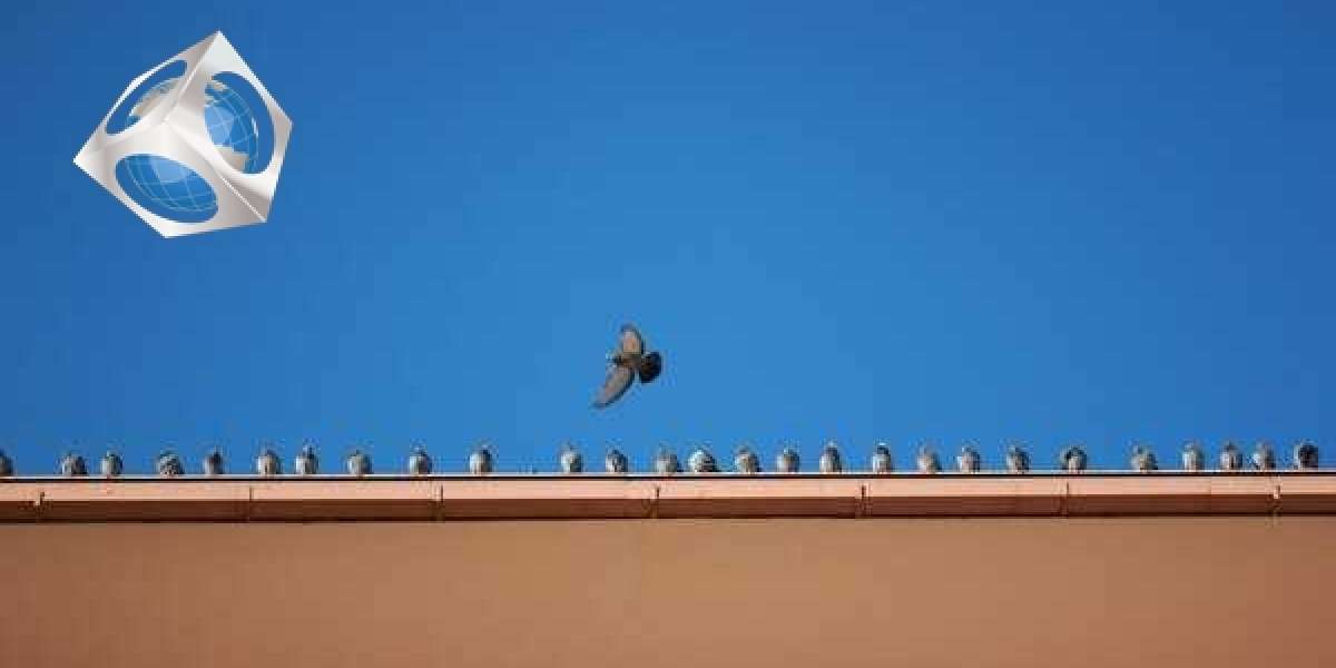 A Pigeon Deterrent Method That Changes the Bird’s Behaviour