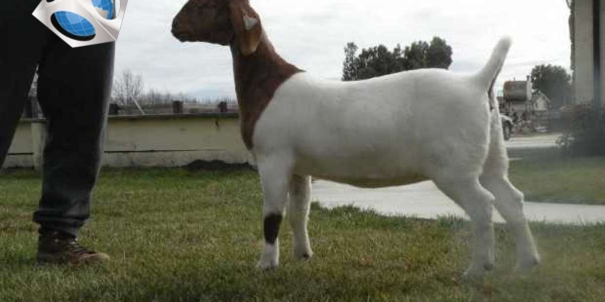 5 Essential Tips for Growing Boer Goats