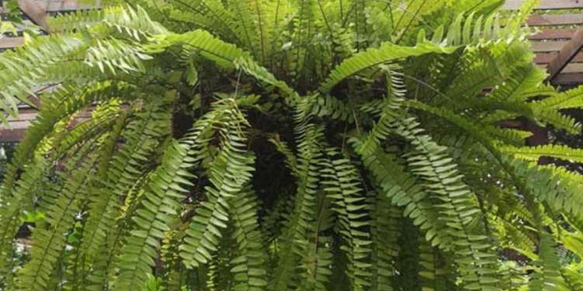 Top Tips to Grow and Care for Boston Fern Plants