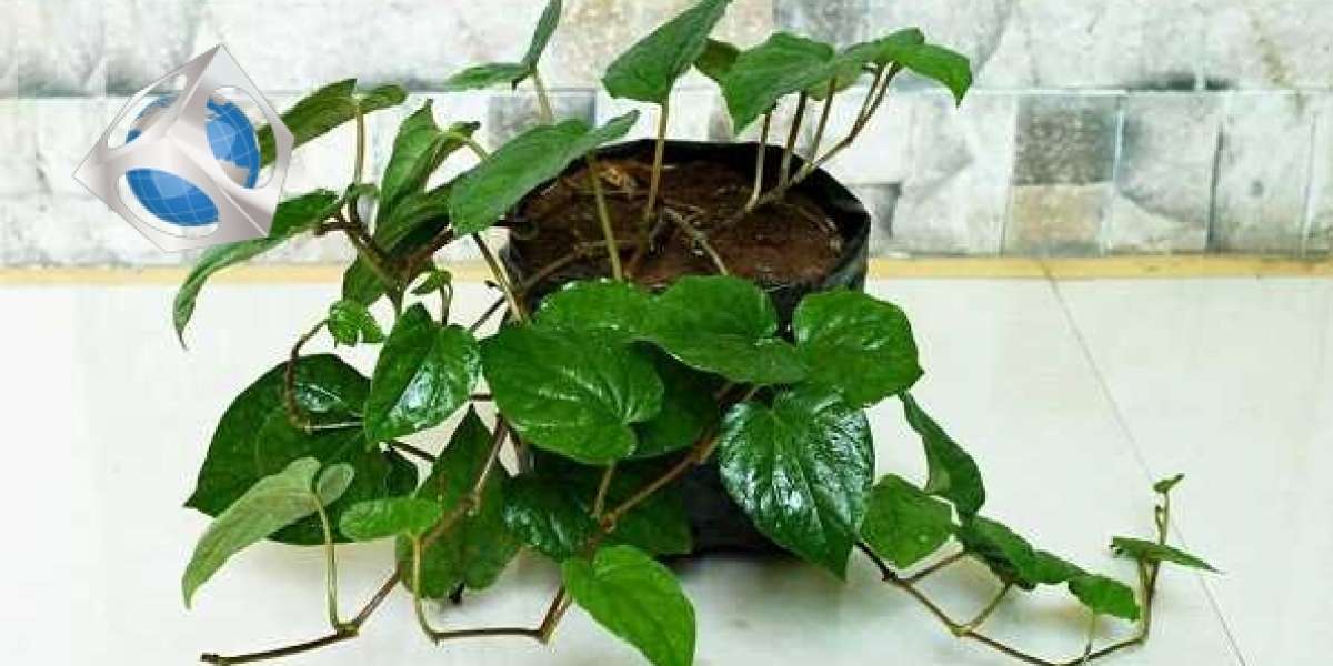 Betel Leaf Plant: Medicinal Properties and Best Growing Tips