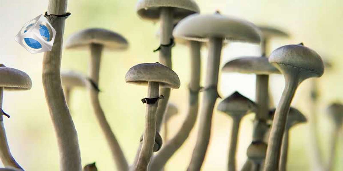 7 Examples Of Buy Mushrooms Online In Canada