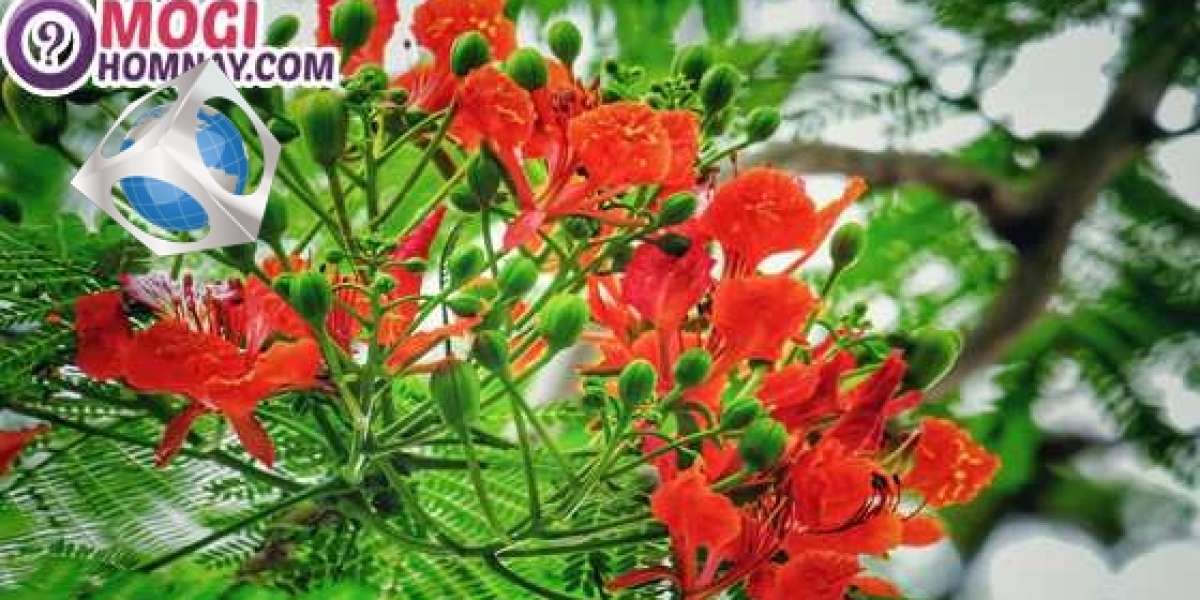 Sổ‌ ‌mơ‌ ‌đánh‌ ‌đề‌ ‌miền‌ Bắc -‌ ‌Giải mã điềm báo giấc mơ ‌thấy‌ hoa phượng