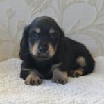 Puppies for rehoming worldwide Profile Picture