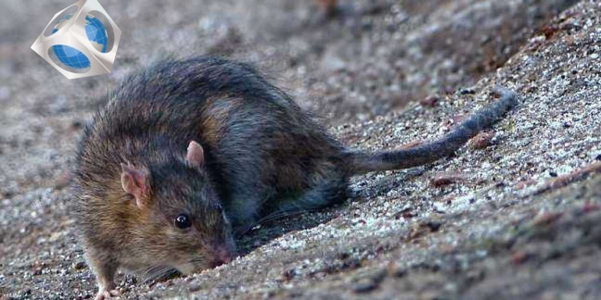 How to kill rats and exterminate a plague of rodents?