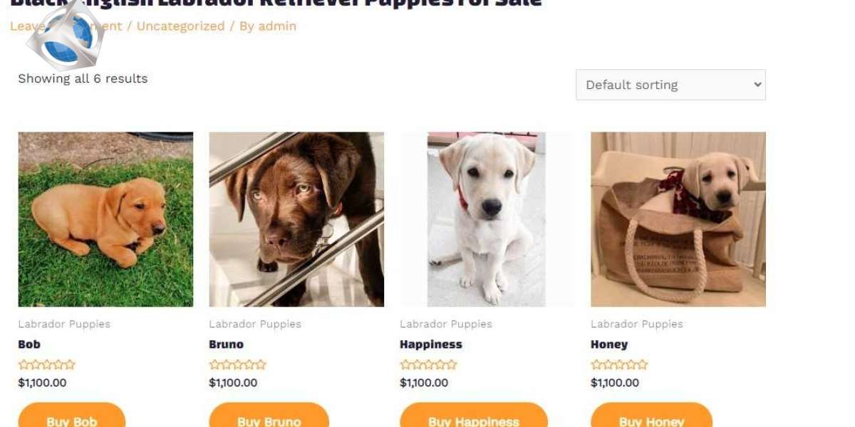 Black English Labrador Retriever Puppies For Sale