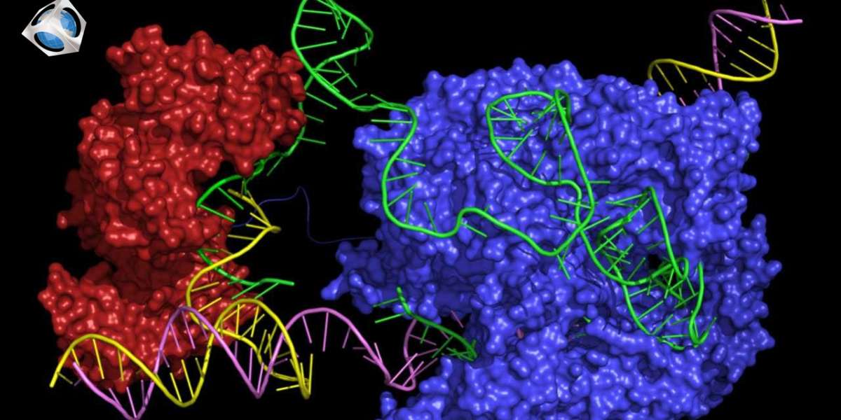 Prime Editing and CRISPR Market Insights on Current Scope 2030