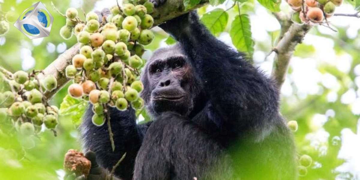 How to spend 6 days with Gorillas and birding in Bwindi Impenetrable National park