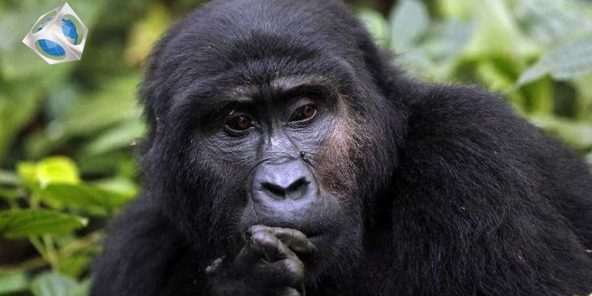 Best Places to Visit in Rwanda