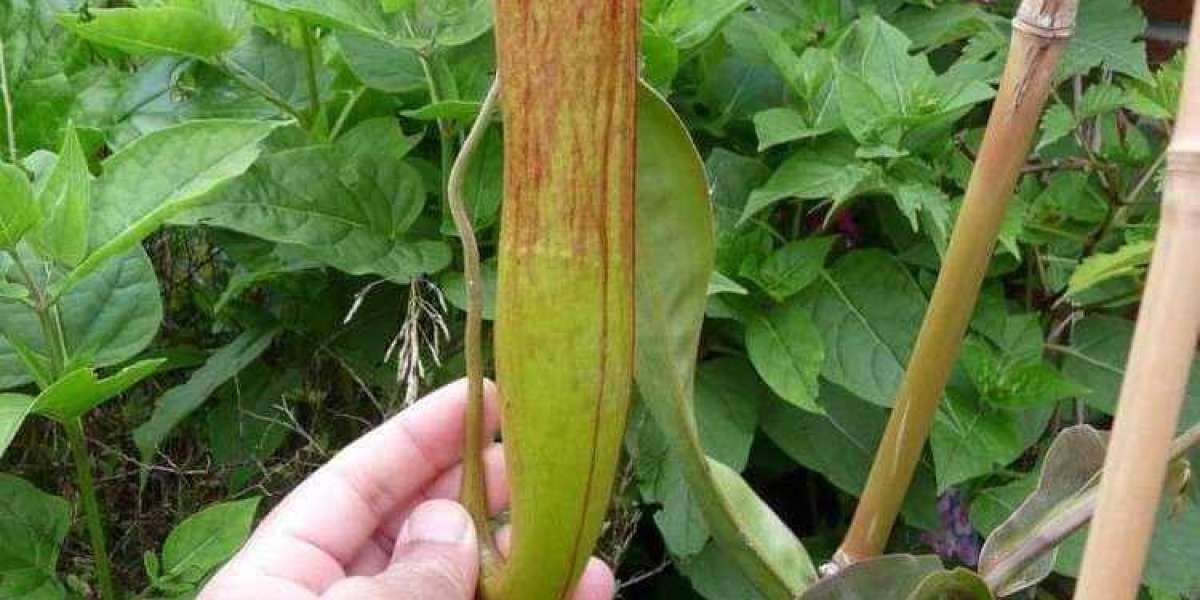 Cambodian government warned women not to play with endangered ‘penis plants’