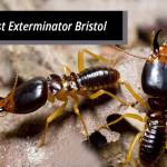 Pest Control Bristol Profile Picture