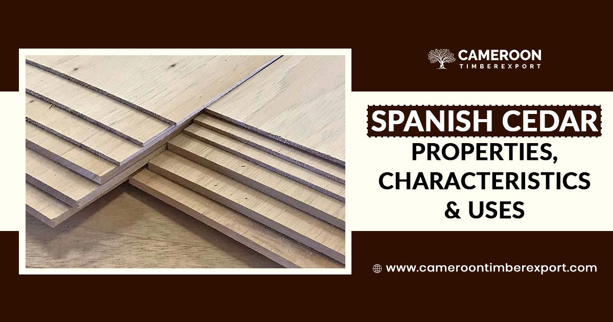 Spanish Cedar Properties, Characteristics & Uses