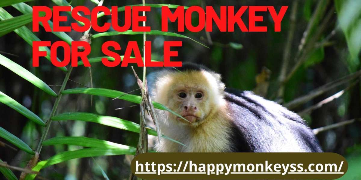 Rescue monkey for sale