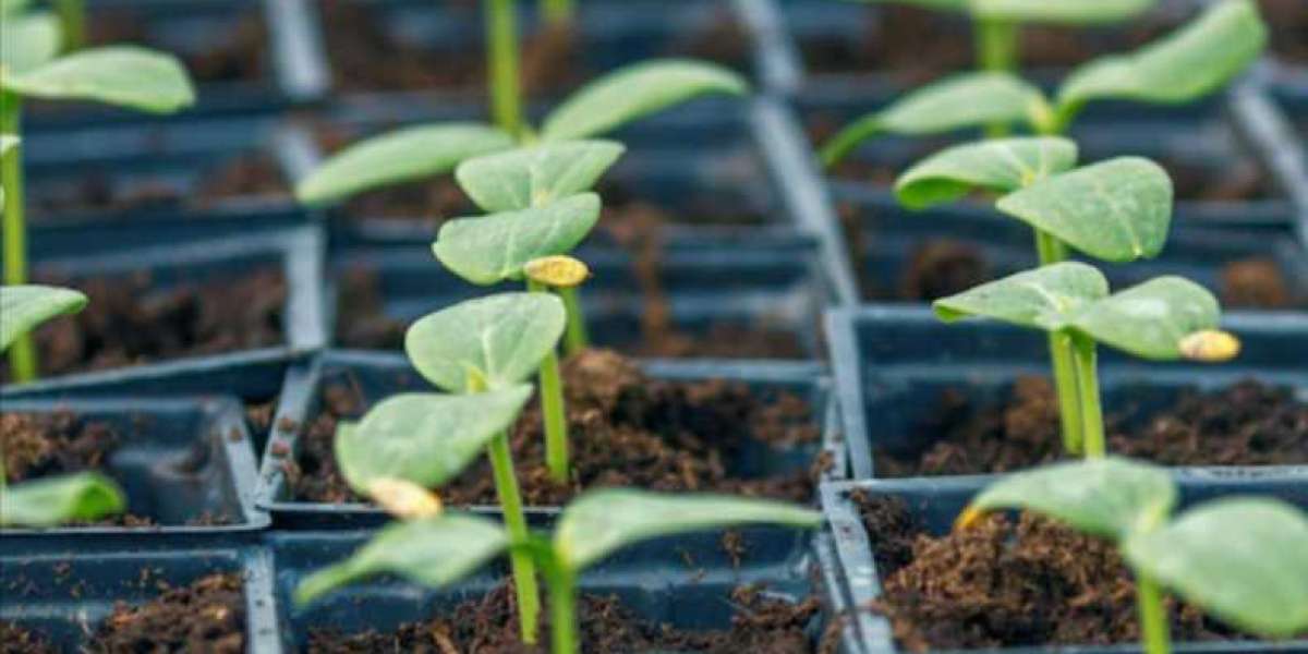 Seed Propagation Trays