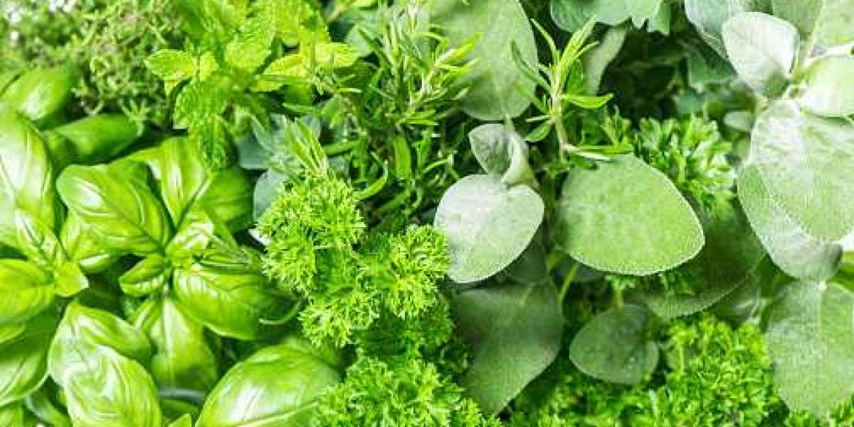 Fresh Herbs Market Research by Statistics, Application, Gross Margin, and Forecast 2030