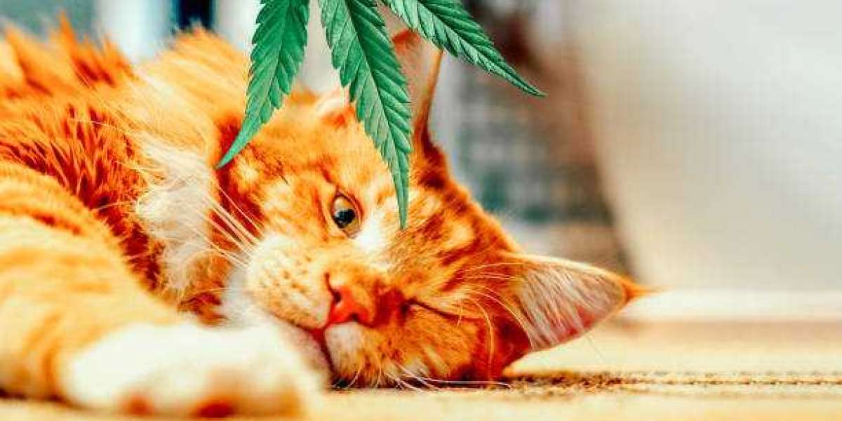 How to Choose the Best CBD Products for Your Pet