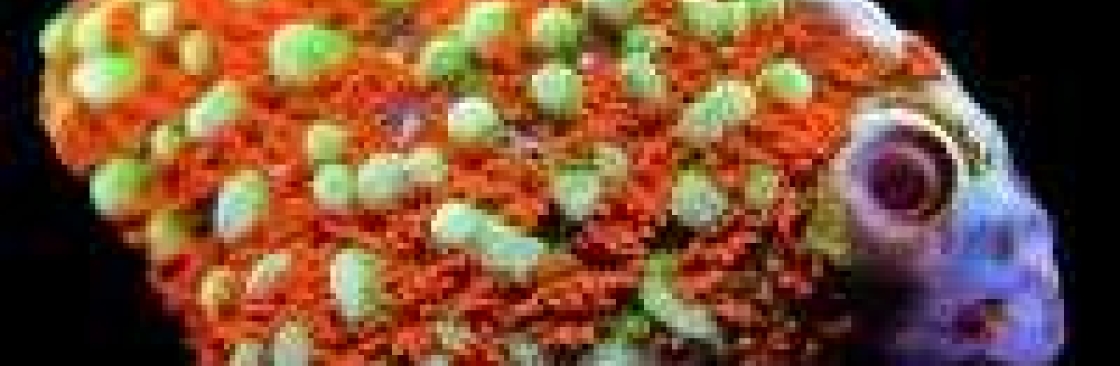 Candy Corals Cover Image