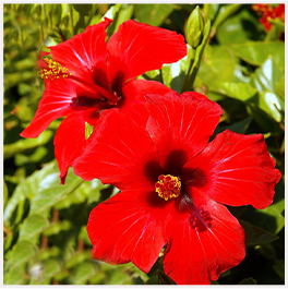 Manufacturers and Exporters of Hibiscus Powder to Treat Hair with Shine and Strength