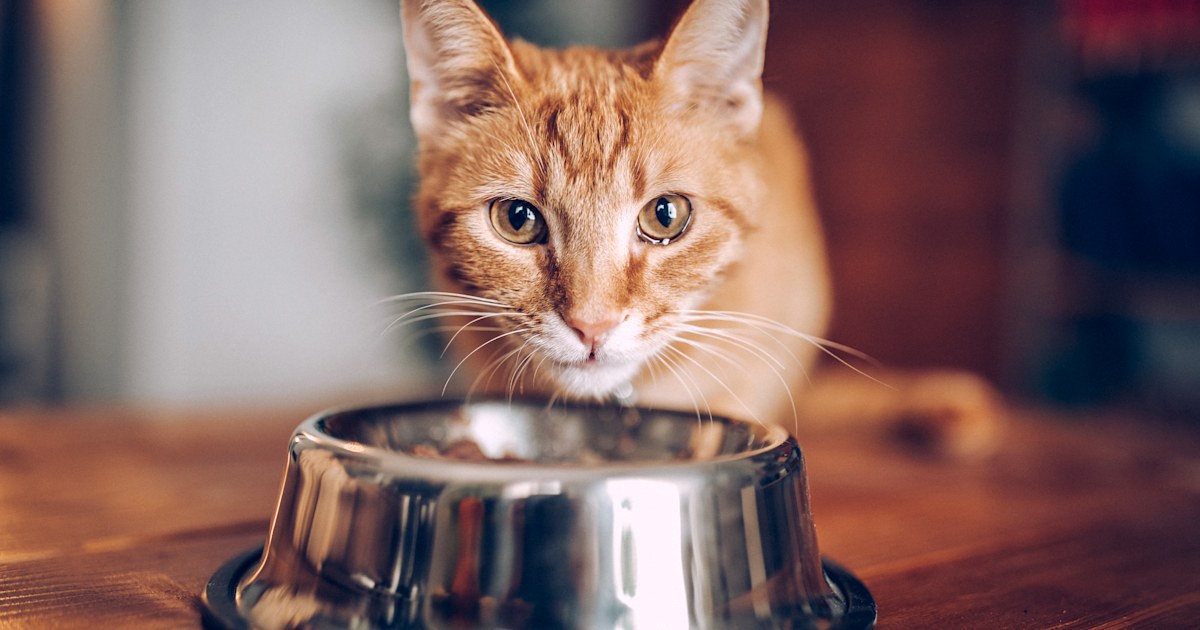What is Dry Cat Food and What Ingredients to Avoid When Buying it? - AtoAllinks