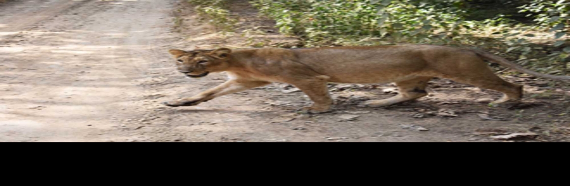 Gir Lion Safari Cover Image