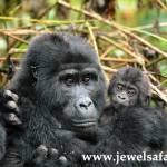 Jewel Safaris Profile Picture