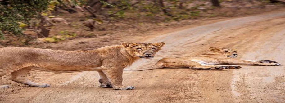 Gir Lion Safari Cover Image