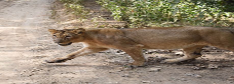 Gir National Park Cover Image