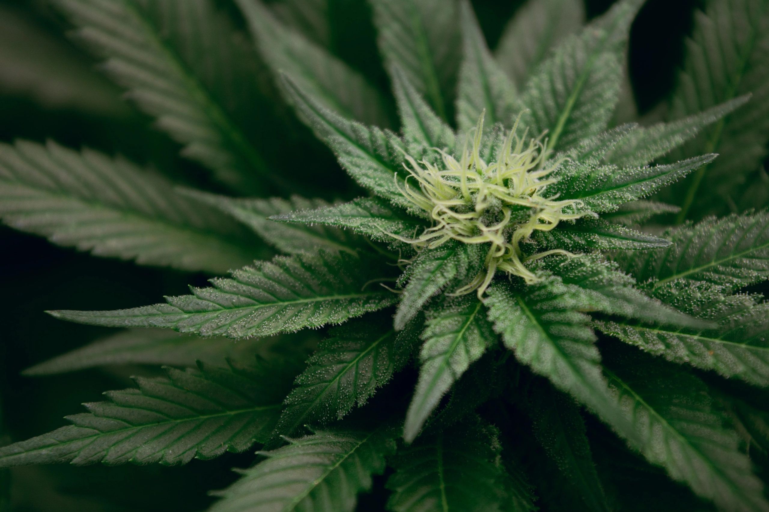 Hemp CBD Oil Products | CBD Gummies - The Compton Place Farms
