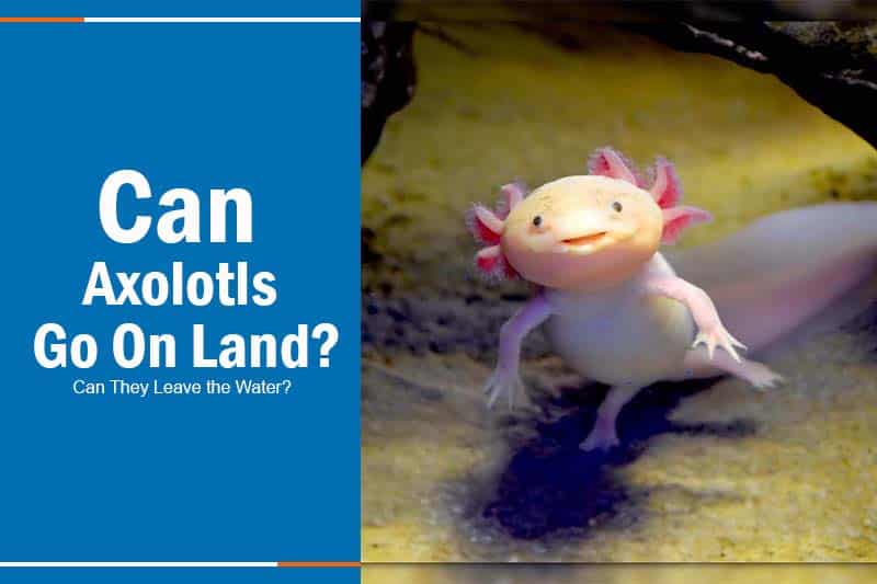 Can Axolotls Go On Land? No, But Here's Why