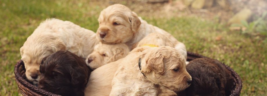 Hidden Springs Labradoodles Cover Image