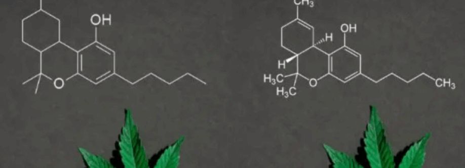 therabinoidseuropebv Cover Image