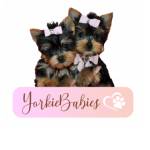 Yorkie Babies profile picture
