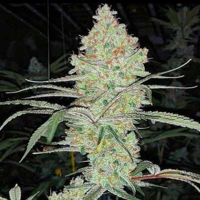 Super Lemon Haze IBL V1 Profile Picture