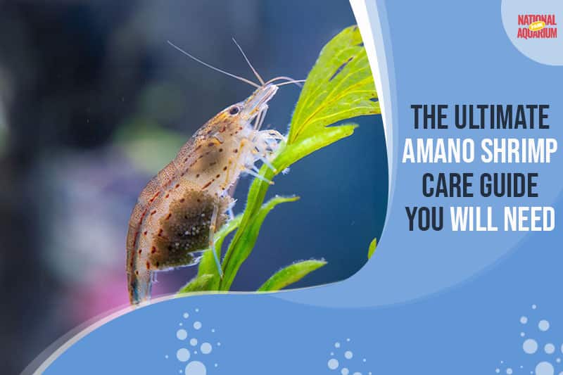 The Ultimate Amano Shrimp Care Guide You Will Need