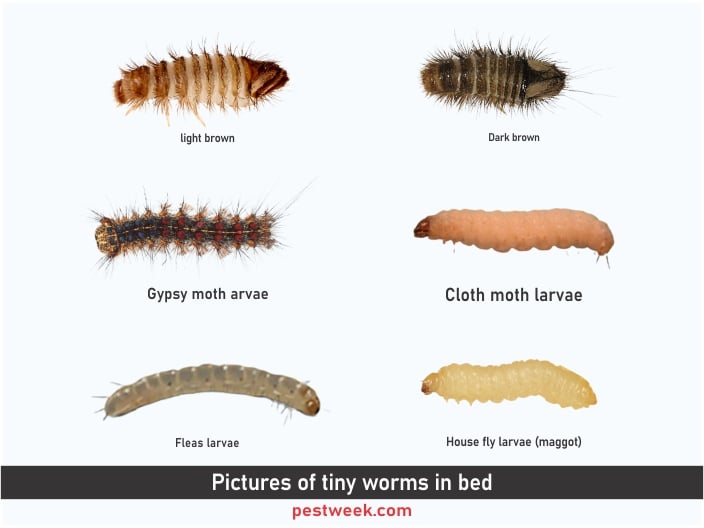 Tiny Worms in Bed [Black, White Worms in Bed Sheets] | PestWeek