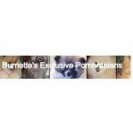 Burnettes Exclusive Pomeranians Profile Picture