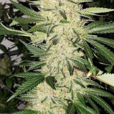 Super Lemon Haze F-5 Profile Picture