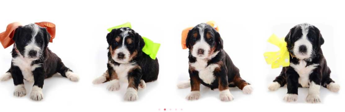 Shady Oaks Puppies Cover Image