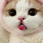 Cute Cat Blogs Profile Picture