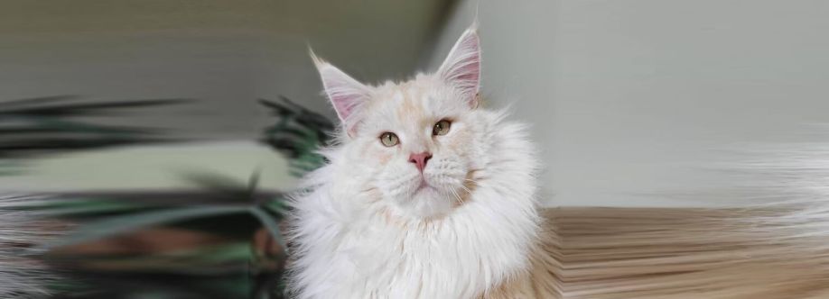 Maine Coon Cover Image