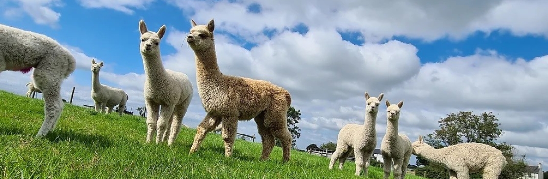 Mourne Alpacas Cover Image